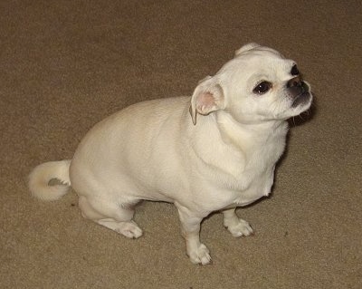 LuLu the white Chug is sitting on a tan carpeted floor and looking up and to the right