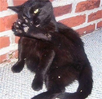 A black cat is sitting against a brick wall with its leg up and licking itself clean