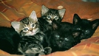 A liter of kittens is laying on an orange blanket and looking towards the camera holder