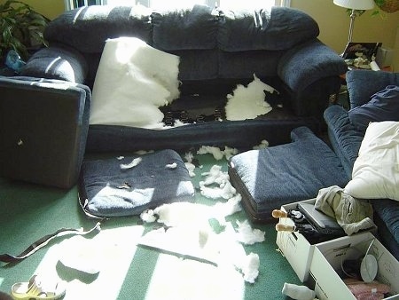 dog chewed couch cushion