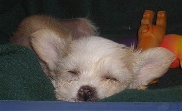 Close Up head shot - Pixie the Chinese Crested hairless dog as a puppy sleeping with dog toys behind her