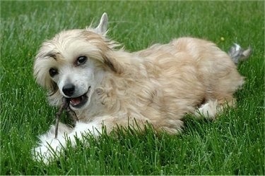 Tequila the Chinese Crested Powder Puff puppy is laying in the grass chewing on a stick