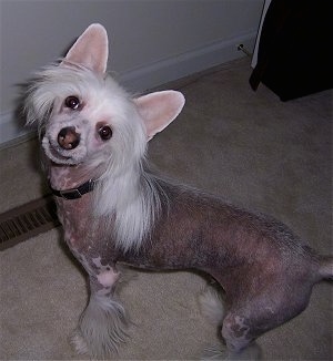 Harry the Chinese Crested Puppy is standing in front of a white wall on a carpeted floor and looking up at the camera holder