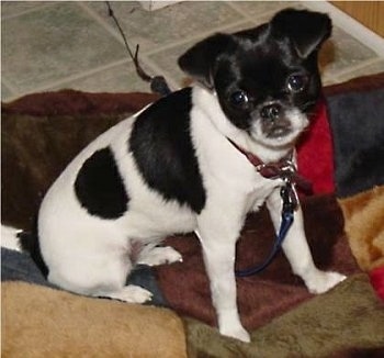 japanese chin and chihuahua mix