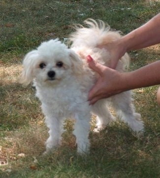 Cooper the fluffy white Chipoo is standing outside and there is a ladies hands on his side