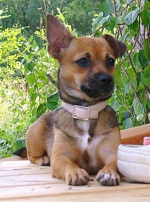 Chalupa the tan with black Chiweenie is laying on a wooden deck with trees behind it