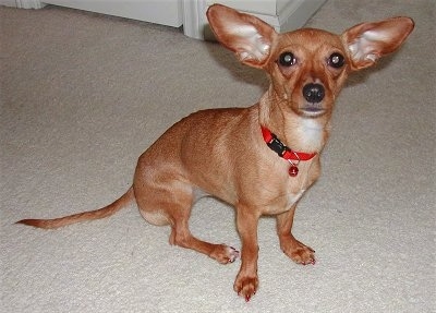 Daphnee the red-brown Chiweenie is sitting on a carpet and looking up at the camera holder. Her ears are very large and sticking out to the sides.