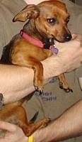 Coco the Chiweenie is being held against the chest in the arms of a person