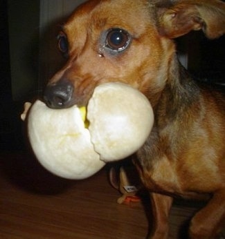 Close Up - Coco the brown Chiweenie puppy has a toy in its mouth