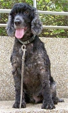 Scottie the black and gray English Cocker Spaniel is sitting on a rock surface with his mouth open and tongue out