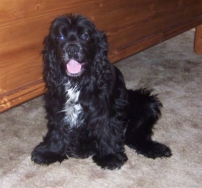 The front left side of a black with white American Cocker Spaniel that is sitting on a carpet in front of a dresser. It is looking forward, its mouth is open and its tongue is sticking out.
