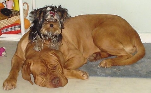 An extra large dog laying on the floor with a toy dog sitting on its back