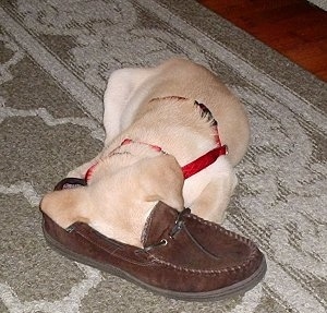 A tan puppy is wearing a red halter laying on a carpet with its head inside of a brown shoe