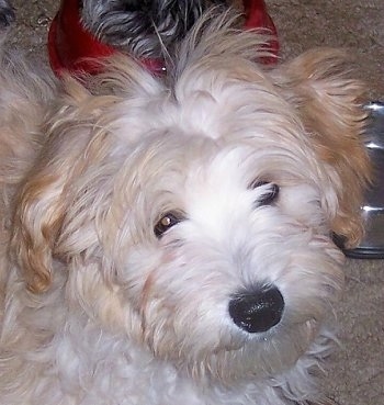 Close Up - Ambrose the Crestepoo Puppy standing in front of two water bowls. Another dog is eating out of the red bowl