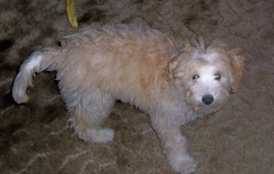 Ambrose the Crestepoo Puppy is walking on a carpeted floor and looking toward the camera holder