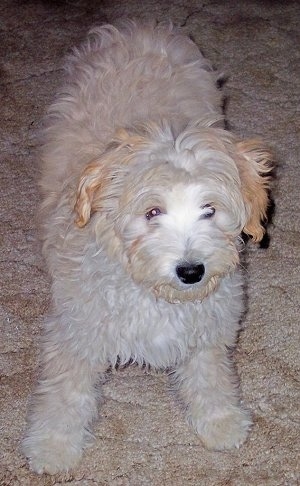 Ambrose the Crestepoo Puppy is standing on a carpet looking up