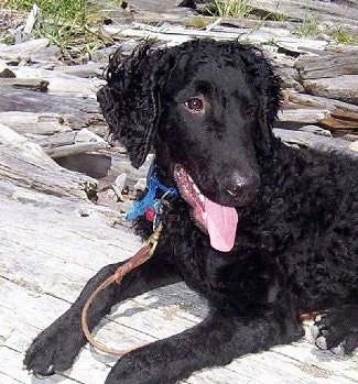 Tucker the Curly-Coated Retriever is laying on a large piece of drift wood.