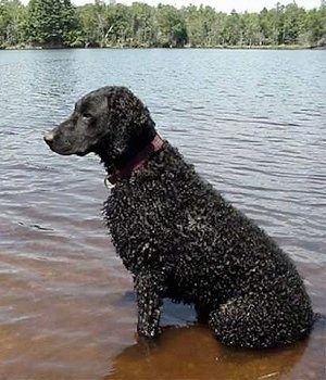 Dana Dog the Curly-Coated Retriever is sitting in water