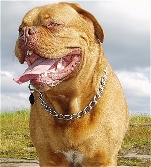 Beau the Dogue de Bordeaux is wearing a choke chain while standing in a field and there are stones everywhere. Its mouth is open and tongue is out