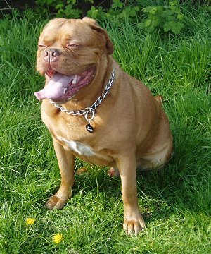 Beau the Dogue de Bordeaux is wearing a choke chain with a black ID tag hanging from it while sitting in a field. Its mouth is open and tongue is out and its eyes are squinting. There are weeds behind it.