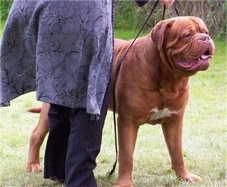 Ti Amo de Dame Midnight the Dogue de Bordeaux is standing outside and a lady in blue is next to him holding a leash.
