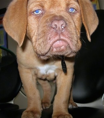 Close up - An orangish-brown Dogue de Bordeaux puppy is standing in a chair