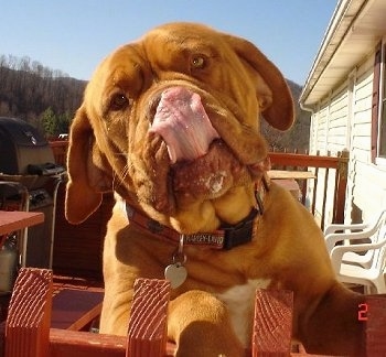 Diva the Dogue de Bordeaux is on a back red deck jumped up at a red fence while she licks her nose