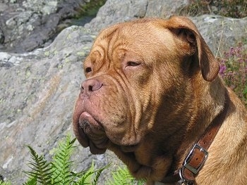 Close Up head shot - Tamarindskis Midnight Wolf the Dogue de Bordeaux is wearing a brown leather collar sitting in front of a large rock