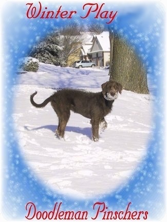 Scarlett the red Doodleman Pinscher puppy is outside standing in snow with a tree and houses in the background. There is Snow all over its face. The Words - Winter Play 05 - are overlayed at the top of the image. The Words - Doodleman Pinschers - are overlayed at the bottom of the image