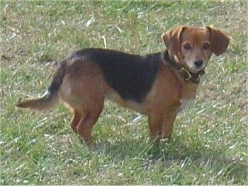 Lady the tan black with white Doxle is standing in a field of green grass
