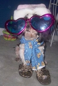 Pippin the Shih Tzu is standing in a room wearing leopard print slippers, a pink Santa hat a pair of large purple and blue sunglasses and a blue and yellow scarf