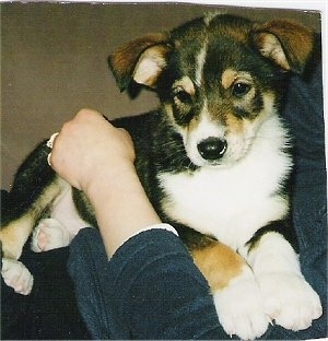 Retu the black, tan and white East Siberian Laika puppy is laying on top of and in the arms of a person