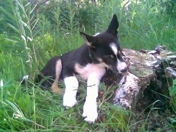 Vella the black, white and tan East Siberian Laika puppy is chewing on a rotting stump. It is in a field filled with large grass