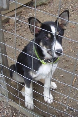 Vella the black, tan and white East Siberian Laika puppy is sitting in dirt in front of a wire fence