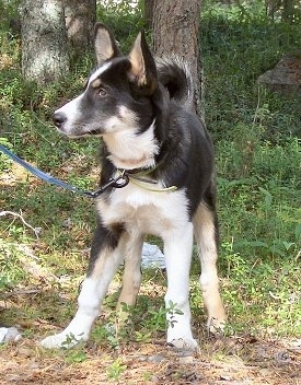 Vella the black, tan and white East Siberian Laika puppy is standing in the woods with trees behind her.