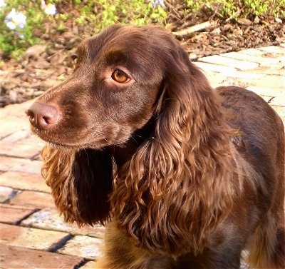 Close Up - Penny the brown English Cocker Spaniel is standing outside on a brick walkway