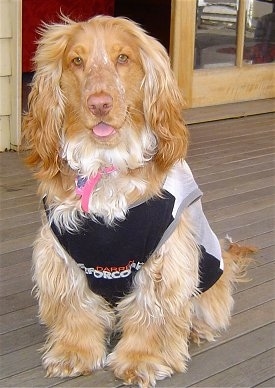 Manhattan the tan, cream and white English Cocker Spaniel is wearing a black and white shirt and sitting on a wooden deck. There is an open door behind him and his mouth is open and tongue is out