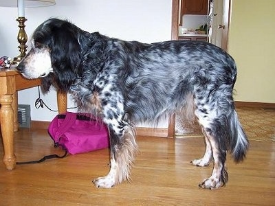 Left Profile - Freckles the black, white and tan ticked tri-color English Setter is standing in a room. There is a table with a lamp on it behind him. There is a pink backpack next to the table