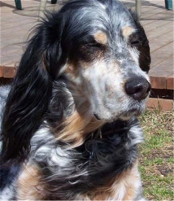 Close Up - Freckles the black, white and tan ticked tri-color English Setter is sitting outside next to a wooden deck. His coat is getting blown by the wind