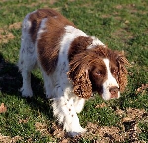 liver & white springer spaniel