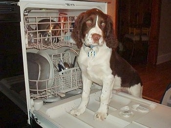 Riley the brown and white English Springer Spaniel puppy is standing on the open door of a dishwasher