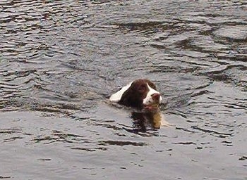 Riley the brown and white English Springer Spaniel puppy is swimming through a body of water