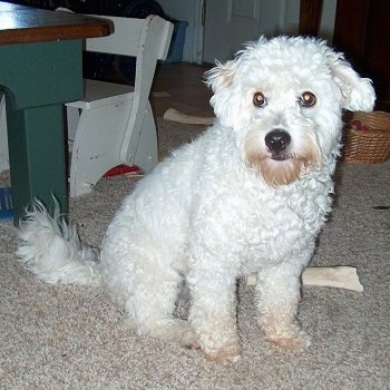 american eskimo poodle