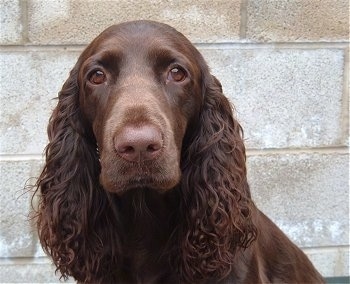 Close up head shot - A brown Field Spaniel is sitting in front of a cinder block wall.