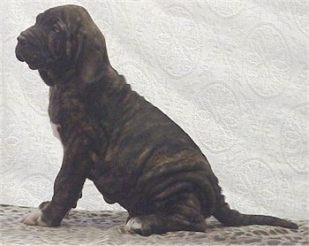 Left Profile - A black brindle Fila Brasileiro puppy is sitting in front of a white backdrop and looking to the left