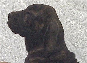 Close Up left profile head shot - A black brindle Fila Brasileiro puppy
