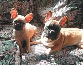 A tan French Bulldog puppy is laying next to an adult tan French Bulldog on a floral print couch. Both of the French Bulldogs heads are tilted to the right. The dogs both have black snouts and look alike.
