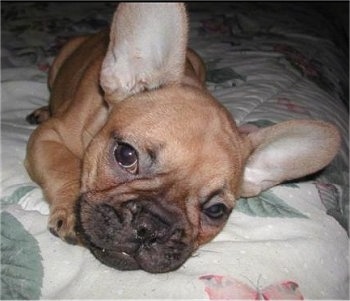 Close Up - A tan, black snouted French Bulldog puppy with large perk ears is laying down at the edge of a bed