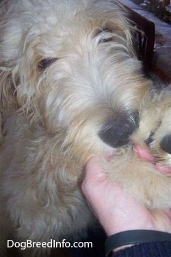 Close Up - A tan Goldendoodle puppy is sitting in front of a person who is holding its paw