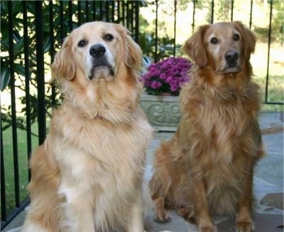 differences between male and female golden retrievers